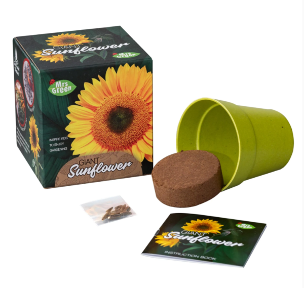 Grow Your Own Giant Sunflower